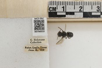 Media type: image;   Entomology 790010 Aspect: Labels